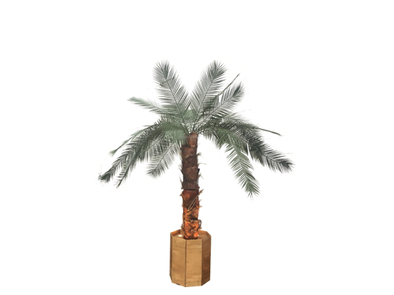 Palmen klein mit Beleuchtung