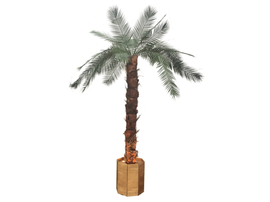 Palmen groß mit Beleuchtung