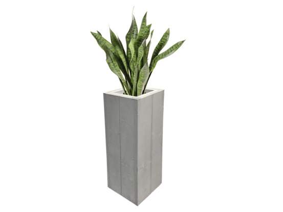 Sanseveria Bogenhanf Pflanze