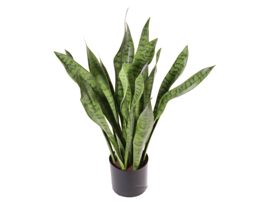 Sanseveria Bogenhanf Pflanze