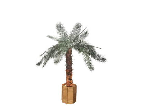 Palmen klein mit Beleuchtung