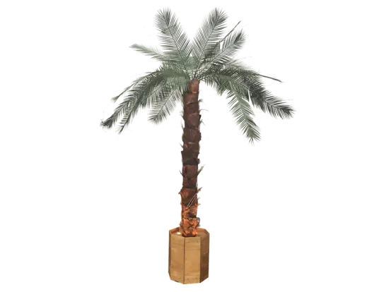 Palmen gro&szlig; mit Beleuchtung