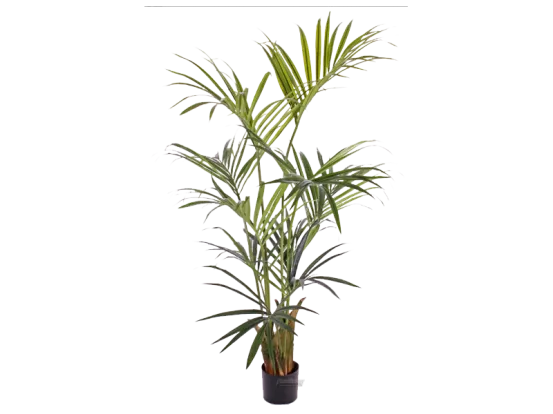 Kentiapalme 1,5 m