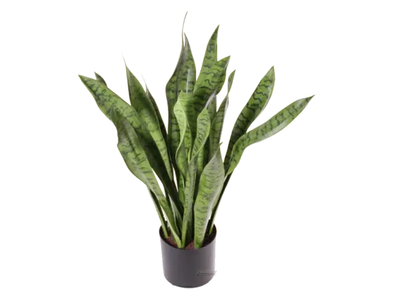 Sanseveria Bogenhanf Pflanze