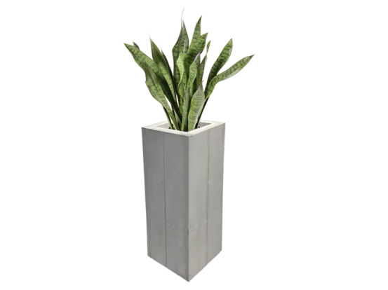 Sanseveria Bogenhanf Pflanze