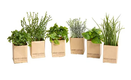 Kr&auml;utergarten Fr&uuml;hling / 12 er Set