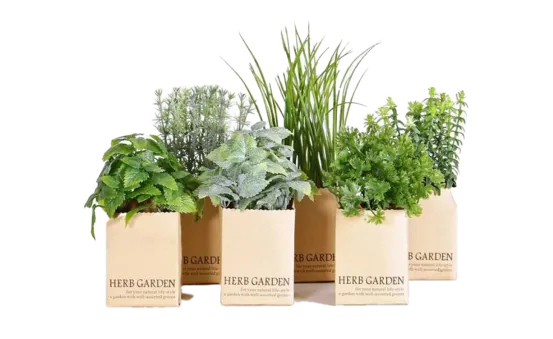 Kr&auml;utergarten Fr&uuml;hling / 12 er Set