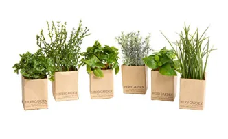 Kräutergarten Frühling / 12 er Set